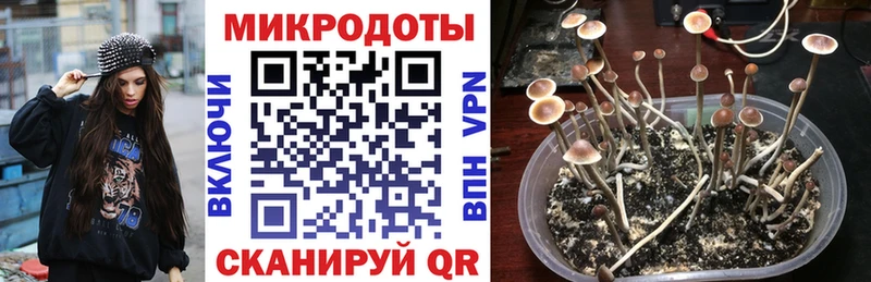 кракен зеркало  Мирный  Псилоцибиновые грибы Cubensis  наркотики 